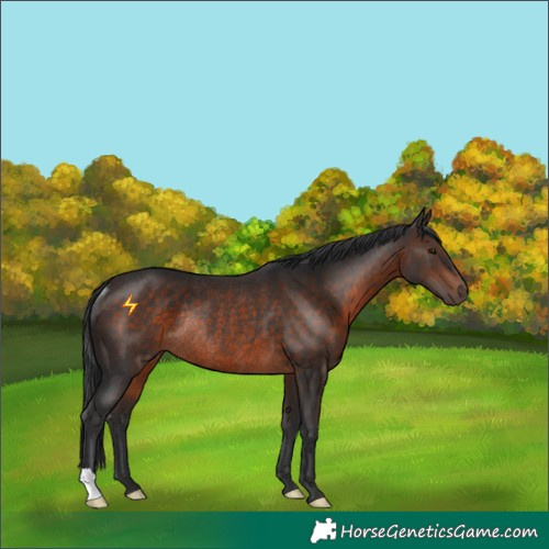 Horse Color:Brown Rabicano 