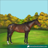 Horse Color:Brown Rabicano 
