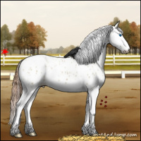 Horse Color:White Spotted Red Dun Splash Appaloosa