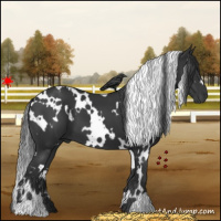 Horse Color:White Spotted Black