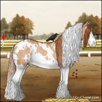Horse Color:White Spotted Red Dun Splash Rabicano