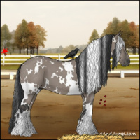 Horse Color:White Spotted Grullo