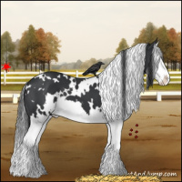 Horse Color:White Spotted Black Splash