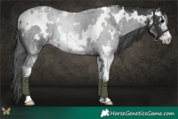 Horse Color:White Spotted Black Sabino