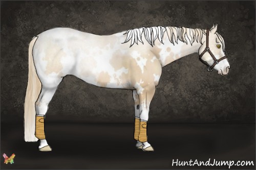 Horse Color:White Spotted Red Dun Pearl Sabino 