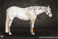 Horse Color:White Spotted Red Dun Pearl Sabino