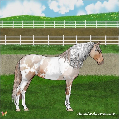 Horse Color:White Spotted Chestnut