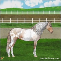 Horse Color:White Spotted Chestnut