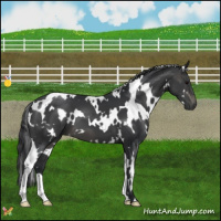 Horse Color:White Spotted Black