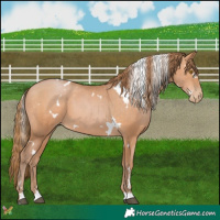Horse Color:White Spotted Bay Pearl 