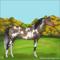 Horse Color:White Spotted Brown Dun 