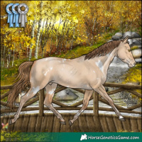 Horse Color:White Spotted Brown Pearl Dun