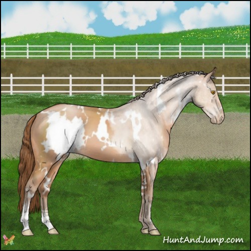 Horse Color:White Spotted Bay Pearl Sabino 
