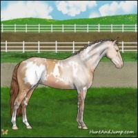 Horse Color:White Spotted Bay Pearl Sabino