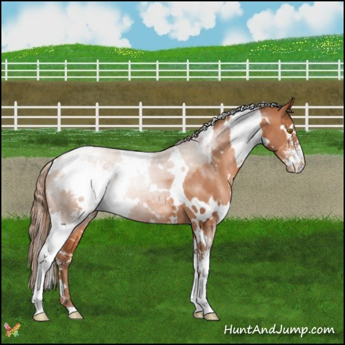 Horse Color:White Spotted Brown Pearl Sabino 