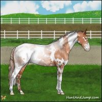 Horse Color:White Spotted Brown Pearl Sabino 