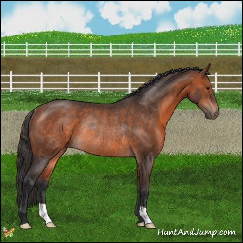 Horse Color:Bay Rabicano
