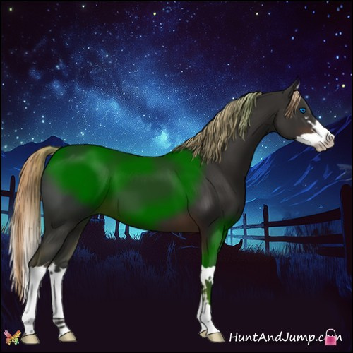 Horse Color:Liver Chestnut Splash 
