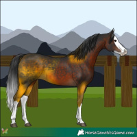 Horse Color:Brown Splash