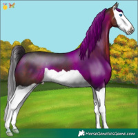 Horse Color:Bay Splash 