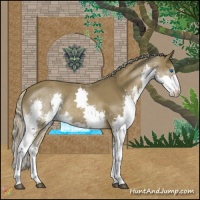 Horse Color:Chocolate Palomino Splash Rabicano