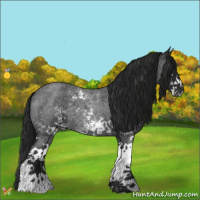 Horse Color:Gray White Spotted Blue Roan 