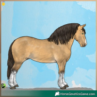 Horse Color:White Spotted Buckskin Dun 