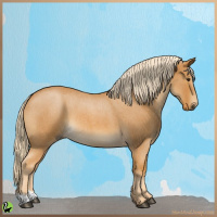 Horse Color:Palomino Roan 