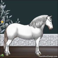 Horse Color:White Spotted Chestnut Appaloosa 