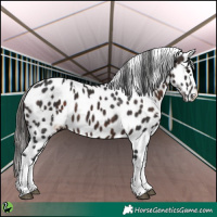 Horse Color:White Spotted Brown Appaloosa
