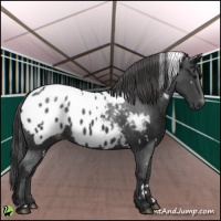 Horse Color:White Spotted Black Appaloosa