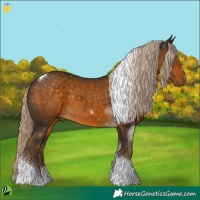 Horse Color:Chocolate Palomino Tobiano