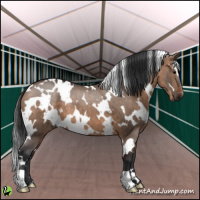 Horse Color:White Spotted Brown Dun