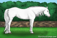 Horse Color:Gray Bay Appaloosa 