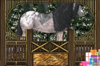 Horse Color:White Spotted Black Ice Tobiano Appaloosa