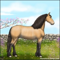 Horse Color:Buckskin Rabicano
