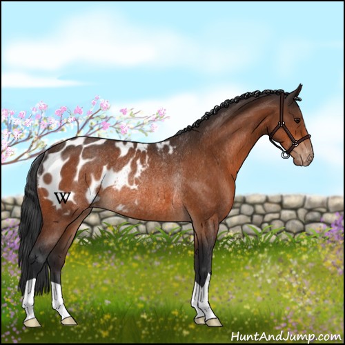 Horse Color:Brown Appaloosa Rabicano