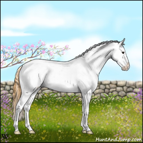 Horse Color:Buckskin Near Leopard