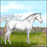 Horse Color:Buckskin Near Leopard 