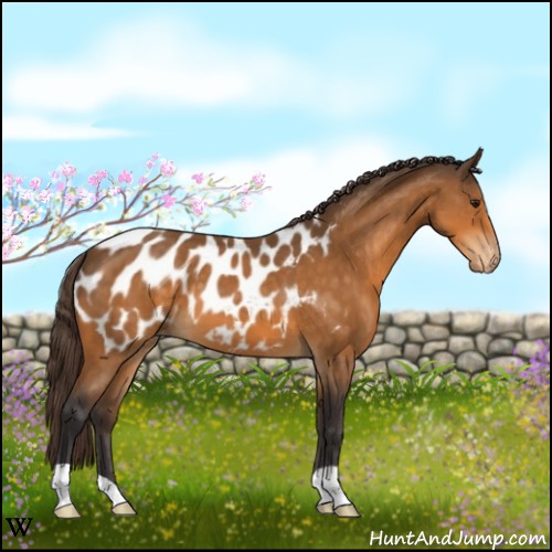 Horse Color:Buckskin Appaloosa