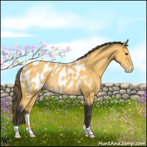 Horse Color:Buckskin Blanket Rabicano 