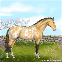 Horse Color:Buckskin Blanket Rabicano 