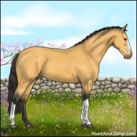 Horse Color:Buckskin 