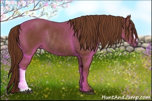 Horse Color:Chestnut Frame Rabicano
