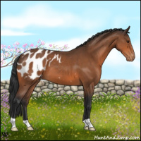 Horse Color:Bay Near Leopard 