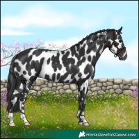 Horse Color:Black Appaloosa