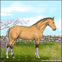 Horse Color:Silver Buckskin 