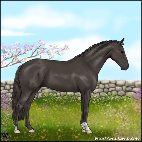 Horse Color:Smoky Black