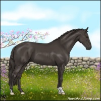 Horse Color:Smoky Black 