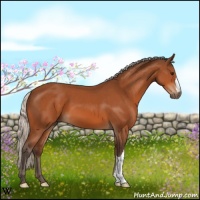 Horse Color:Silver Bay 